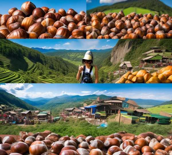 板栗风味地图，揭秘中国各地板栗的独特魅力